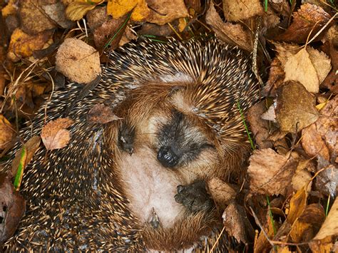 Machen Igel Winterschlaf Infos Und Tipps Zur Winterruhe Von Igeln