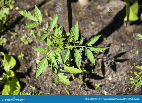 Mudas De Tomate Que Crescem Num Jardim Vegetal Ao Sol Foto De Stock