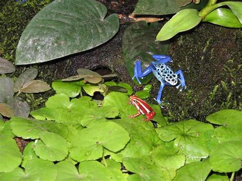 Dendrobates Azureus Et Epipedobates Tricolor Cardamine L Flickr