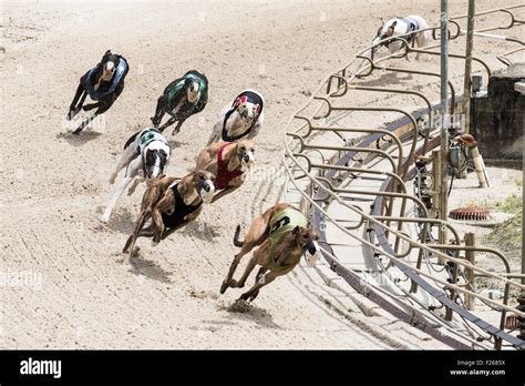 Greyhound dogs racing hi-res stock photography and images - Alamy