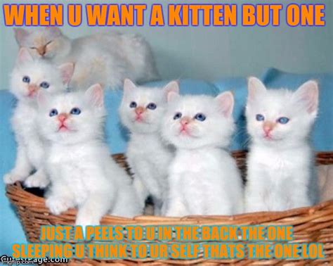 White Cute Kittens Imgflip