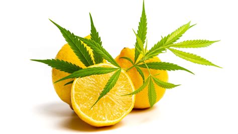 The Sweet And Sour Truth Unlocking The Secrets Of Iced Lemonade Strain