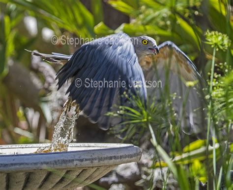 Best Photos of Australian Birds of Prey, Images of Raptors in Australia