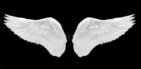 White Angel Wing Isolated Stock Image Image Of Element 35598429