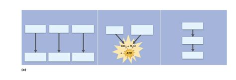 Lab Exam 3 BIO 205 Pt 16 Diagram Quizlet