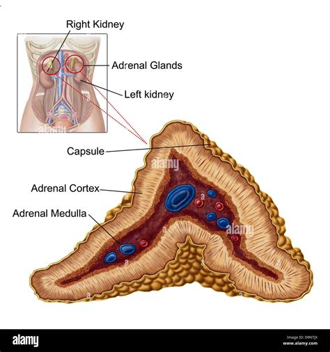 Anatomy Of Adrenal Gland Transverse Section Stock Photo 57643346 Alamy