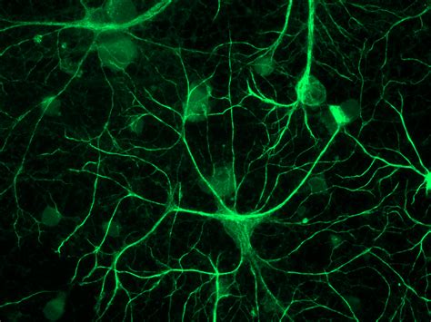 Scn Astrocytes Are Important In Circadian Rhythm Neurons And Synapses