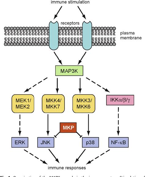 Jnk Mapk Pathway