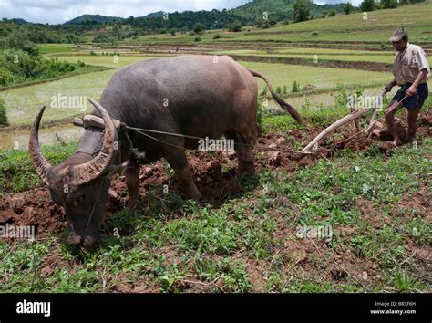 farmer plowing his field with buffalo. Shan Hills. Myanmar Stock Photo ...