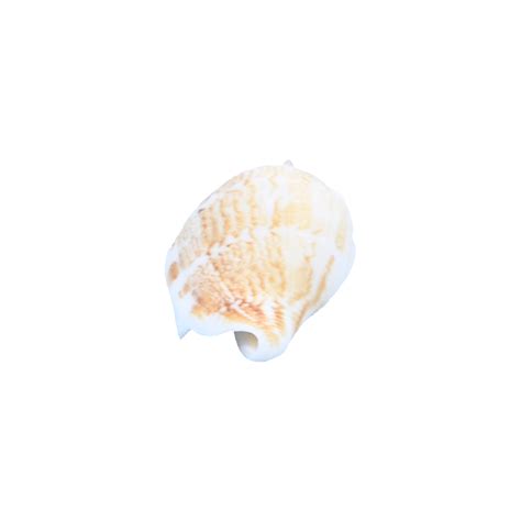 Shell Ocean Sea Shells Ocean Seaside Animal Png Transparent Image