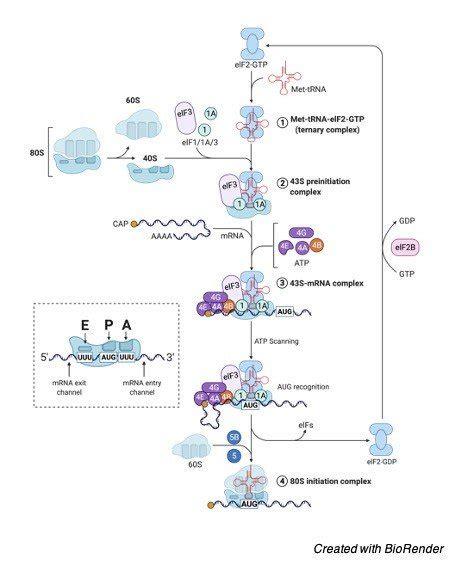 10 Steps Of Protein Synthesis