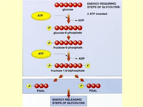 List The Stages Of Cellular Respiration