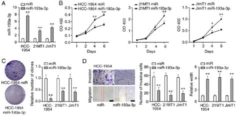 Overexpression Of Mir A P Inhibits Proliferation Migration And