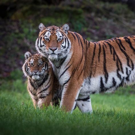 Tiger Family Portrait : r/hardcoreaww