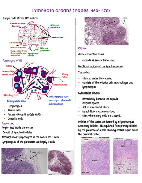 Lymphoid Organs histology notes - Lymphoid Organs ( pages: 460- 470 ...