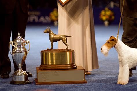 The National Dog Show 2011 Best in Show Winner