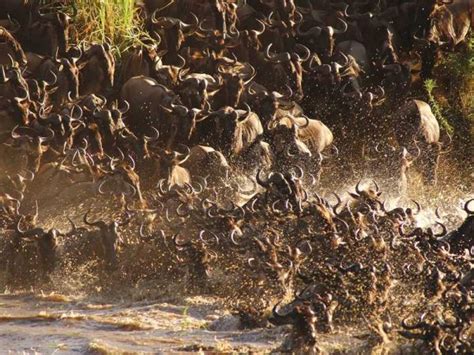 Best time For the Great Migration in Serengeti – Furaha Tours & Safaris