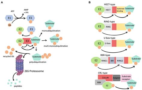 Quality Control Of Protein Complex Assembly By The, 47% OFF