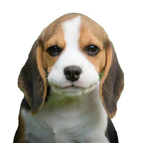 Beagle Png Transparent Images Png All