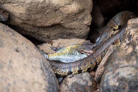 How to Identify a Baby Cottonmouth Snake (16 Helpful Photos)