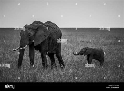 Masai Mara Park Kenya Africa Elephant With Cub Photographed In The