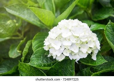 Hydrangea Festival Taejongsa Buddhist Temple Taejongdae Stock Photo