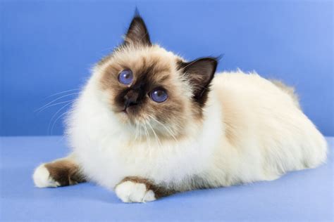 Birman Cat Breed