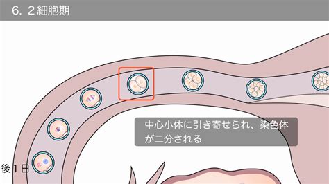 【解剖学】卵管・受精の様子（要点の整理） Youtube