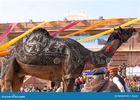 Decorated Dromedary Camel On Bikaner Camel Festival In Rajasthan India