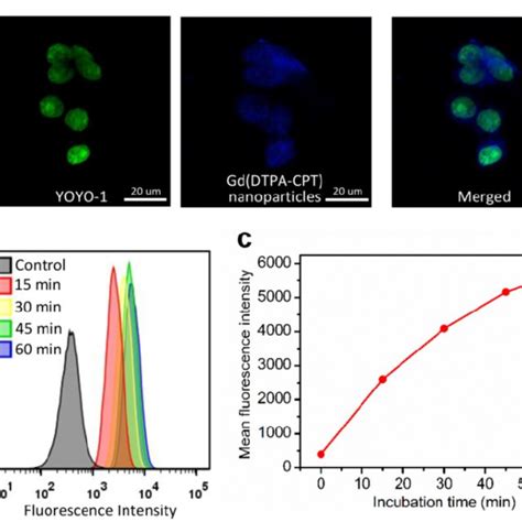 Cellular Uptake Of Gd Dtpa Cpt Nanoparticles By Lovo Cells A Clsm