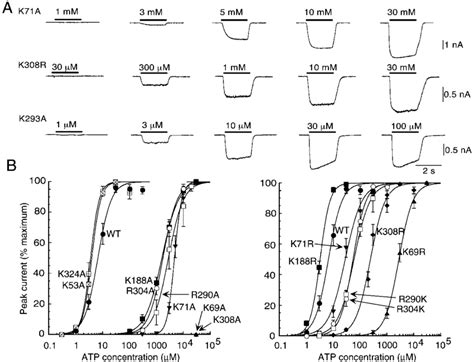 Lysine Arginine Mutagenesis A Examples Of Currents Elicited By Atp