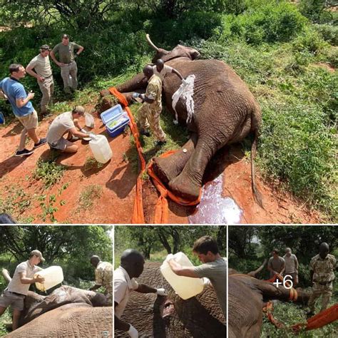 Race Against Time Rescuing An Elephant From Lethal Poison In The Heart