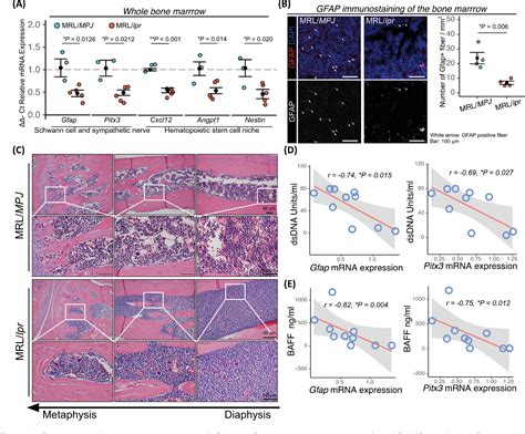 Pdf Intrathecal Injection Of Mesenchymal Stromal Cell Cultured On D