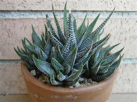 Haworthiopsis Attenuata Var Radula Formerly Known As Haworthia