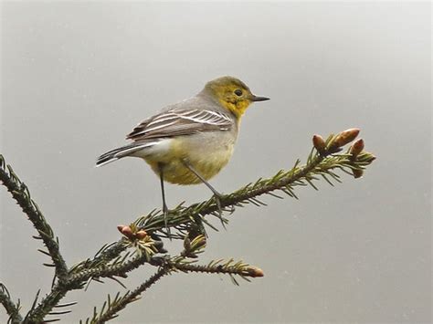 Citrine Wagtail Erlangshan Sichuan Province China Flickr