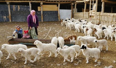 甘肃阿克塞：草原三月接羔忙 人民图片网