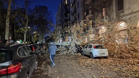 Vento Forte A Milano In Zona Solari Cade Un Albero Sulle Auto