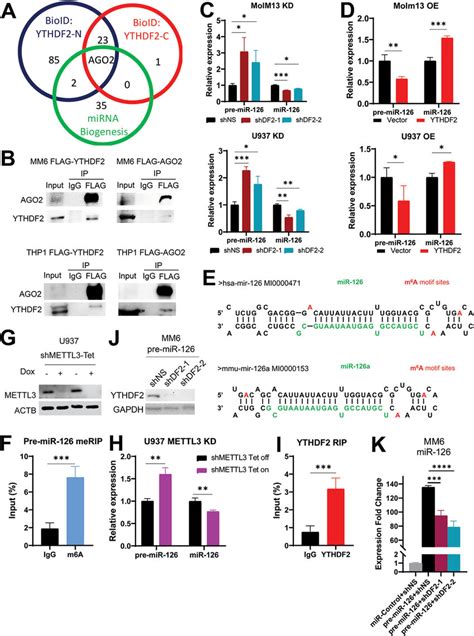 YTHDF2 Interacts With AGO2 And Facilitates Pre Mir 126 Processing A