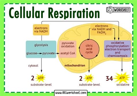 Cellular Respiration Diagram Worksheet