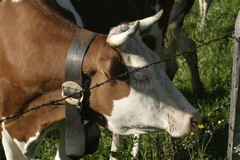 Milchkuh In Der Schweiz Stockfoto Bild Von Wiese Euter 48912638