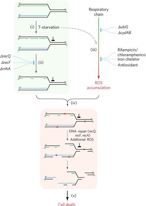 Scheme Describing Ros Mediated Conversion Of Ssdna Regions Into Lethal