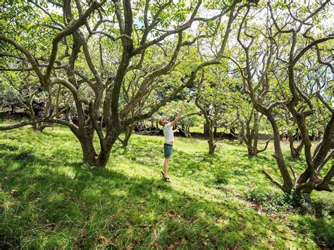 Avocado Trees At Aucklands Avocado Orchard Otuataua Stonefields