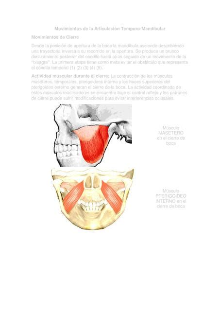 Movimientos De La Articulaci N Temporo Mandibular Estudia Odonto