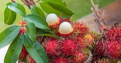 25 Exotic Fruits You Might Not Know About - Blog