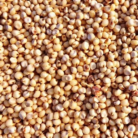 Dried Sorghum Millet Seed For Food Processing Packaging Type Loose