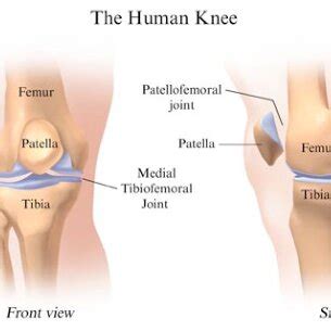 The human knee joint. | Download Scientific Diagram