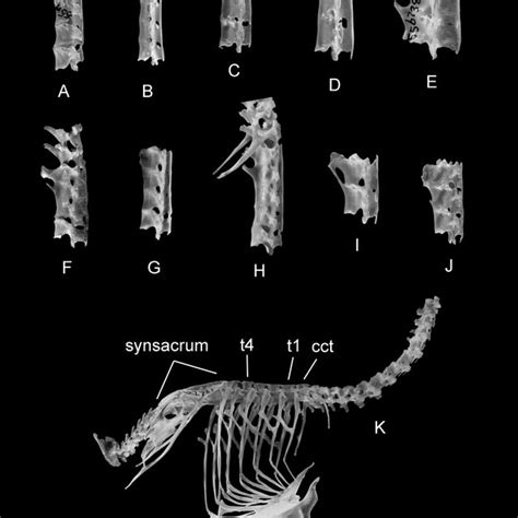 (A–J) Examples of fused vertebrae in the Passeriformes in lateral view ...