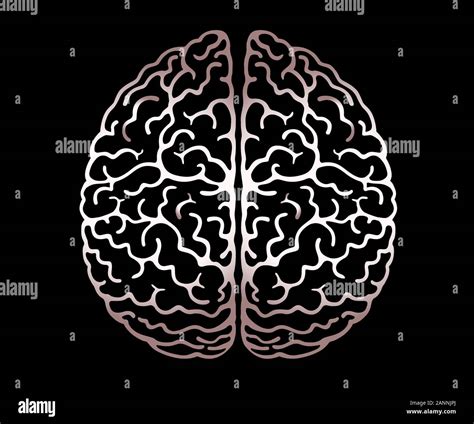 Cerebral hemispheres Imágenes vectoriales de stock Alamy