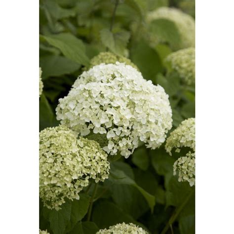 Hydrangea Arborescens Annabelle Large Specimen