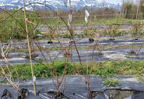 Himbeeren Schneiden Tipps Und Anleitung Garten Genius